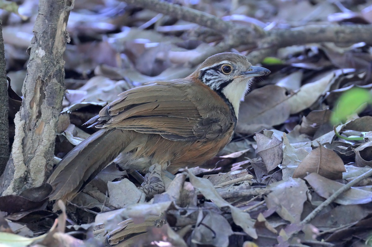 Greater Necklaced Laughingthrush - ML620017129