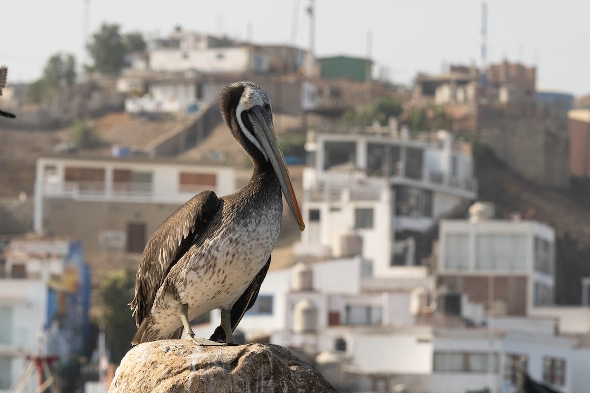 Перуанский пеликан - ML620017139