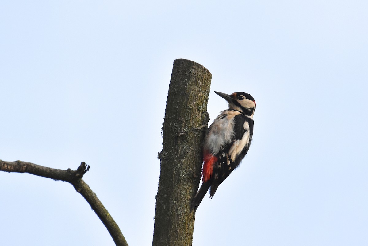 Great Spotted Woodpecker - ML620017140