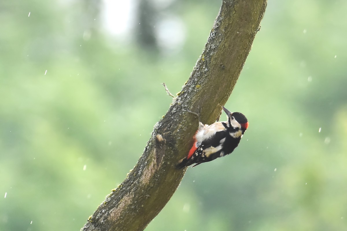 Great Spotted Woodpecker - ML620017141