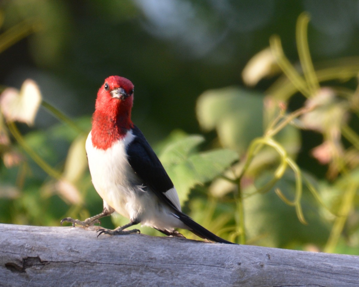 Red-headed Woodpecker - ML620017171