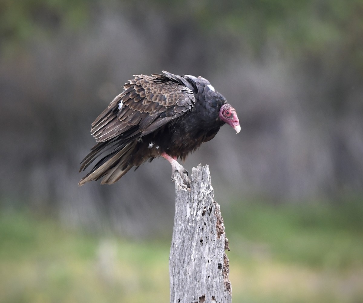 Turkey Vulture - ML620017174