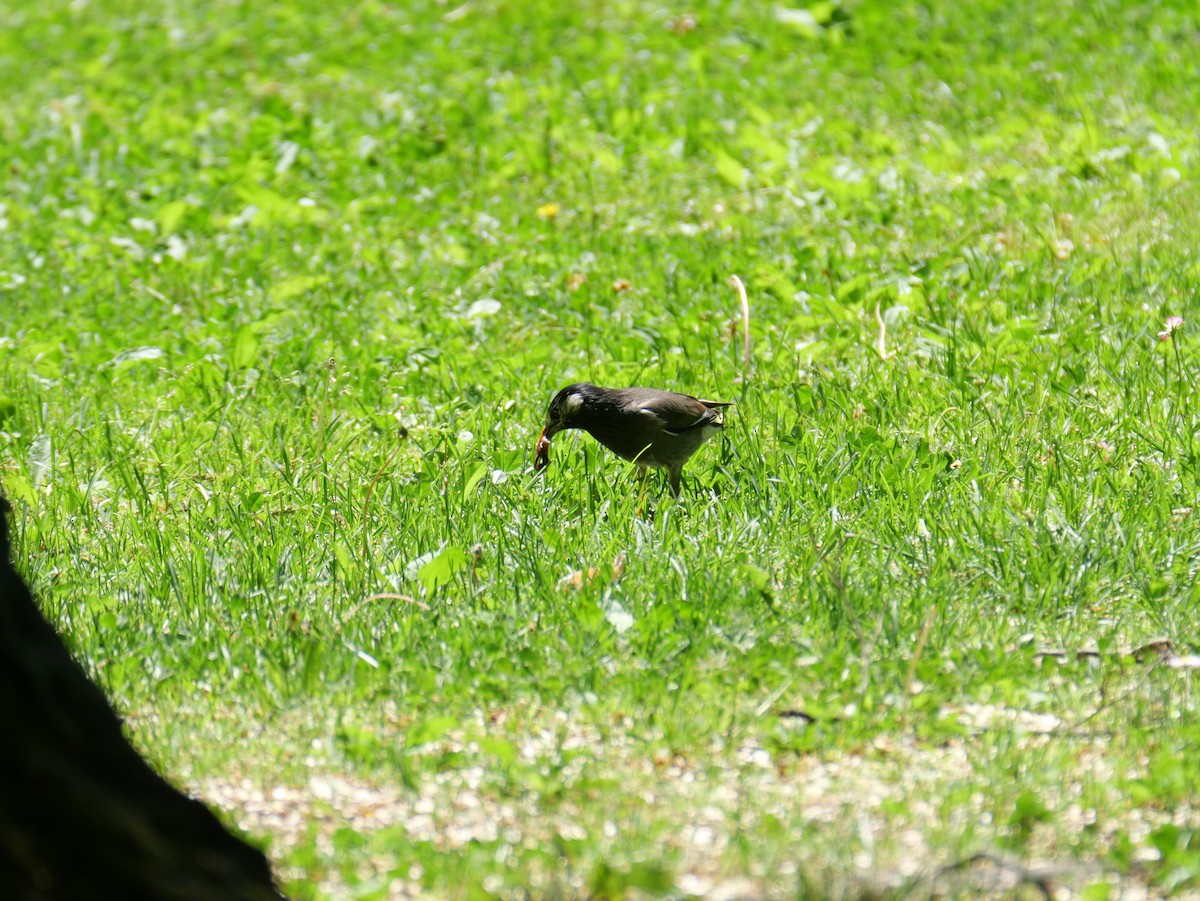 White-cheeked Starling - ML620017175