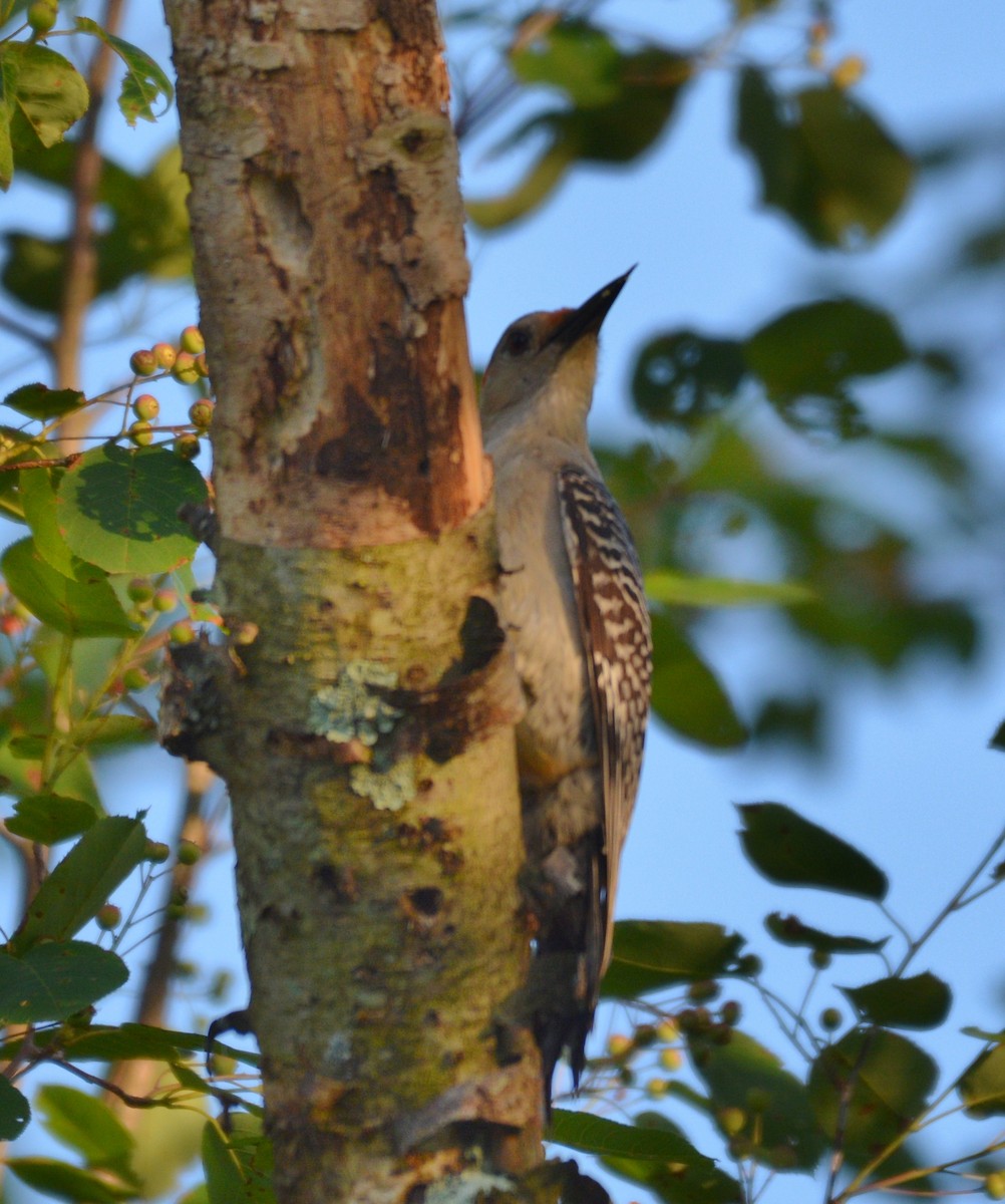 Red-bellied Woodpecker - ML620017177
