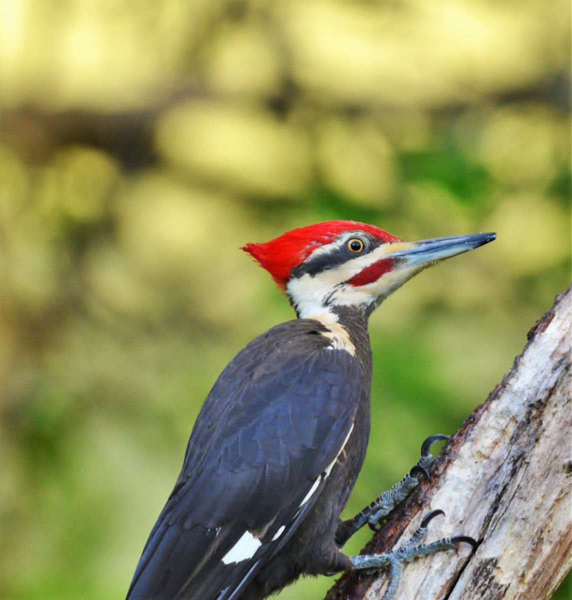 Pileated Woodpecker - ML620017187