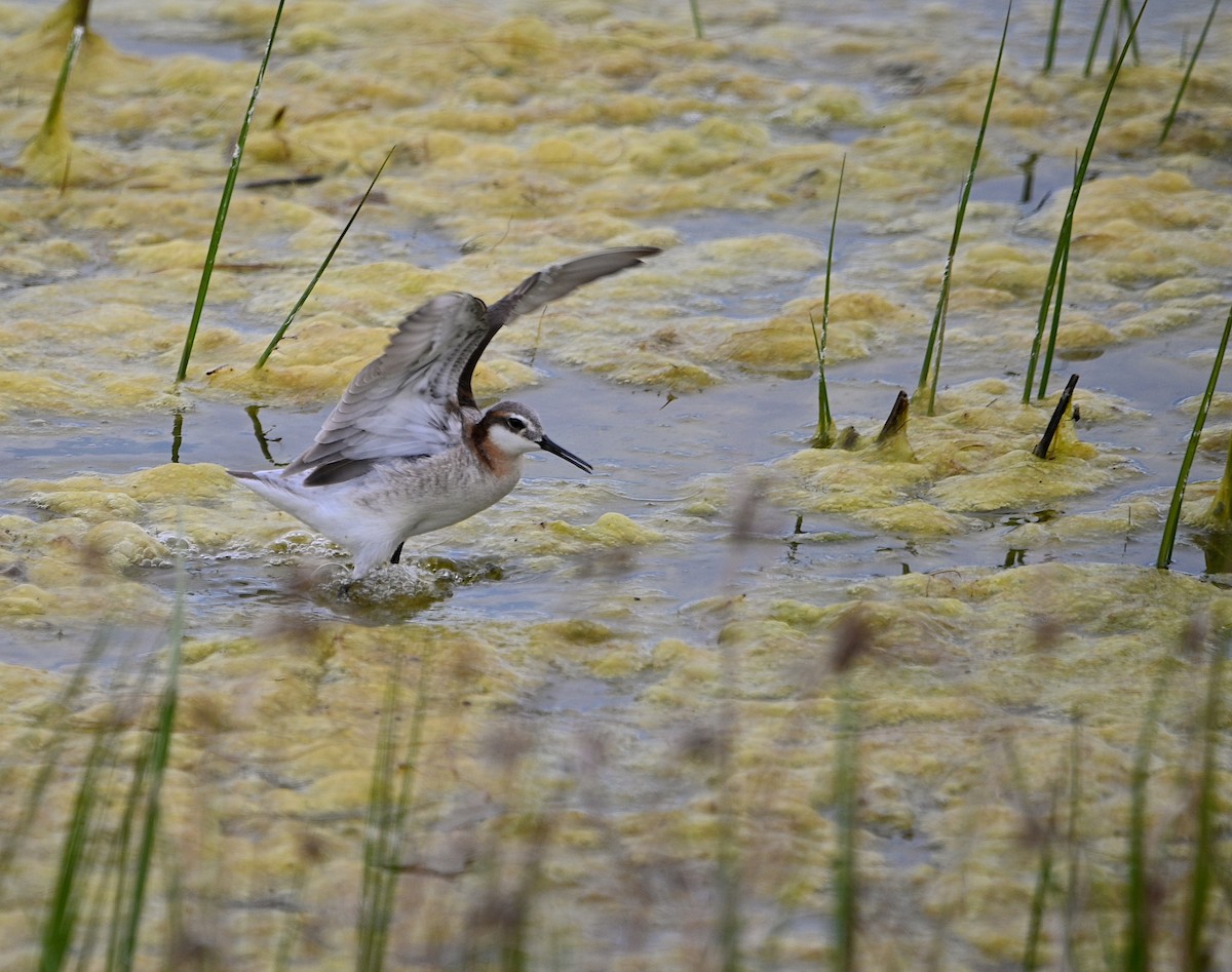 hvithalesvømmesnipe - ML620017194