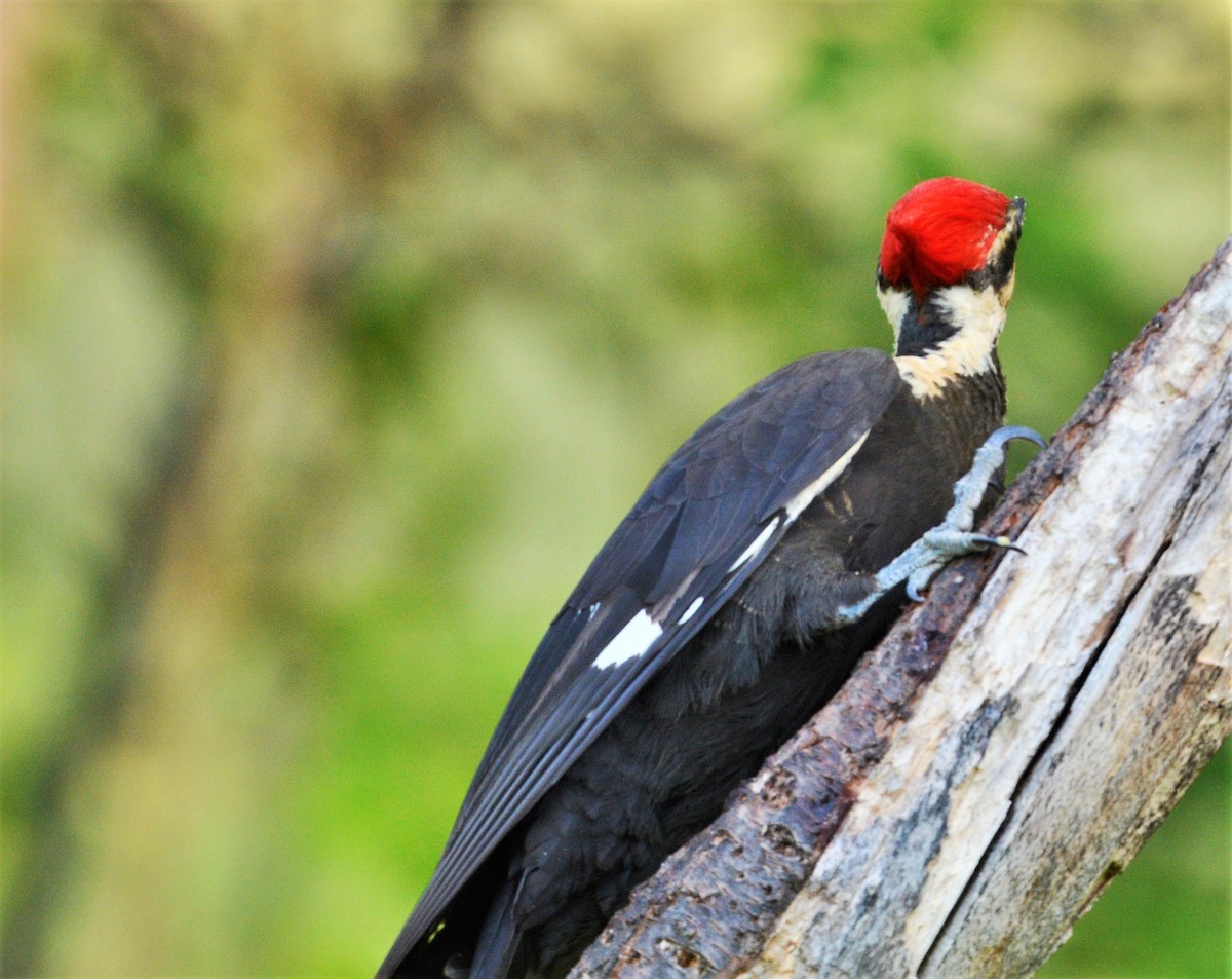 Pileated Woodpecker - ML620017196