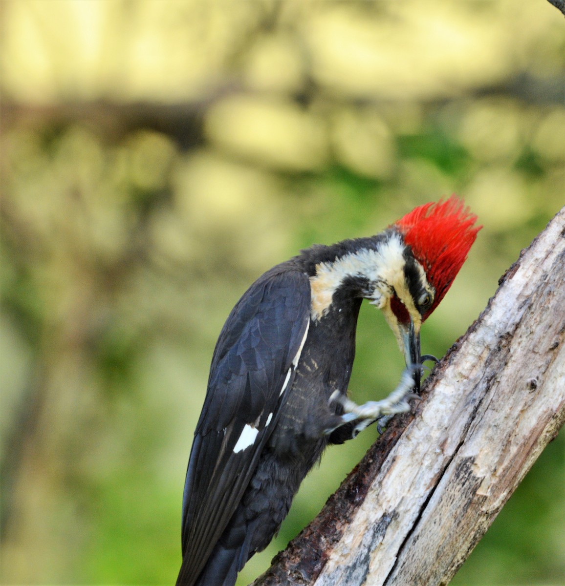 Pileated Woodpecker - ML620017209