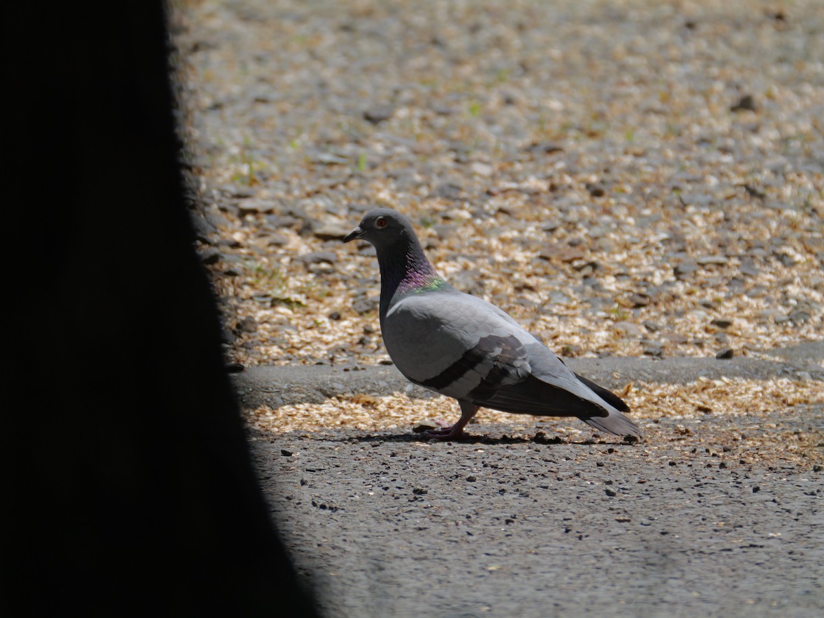 Rock Pigeon (Feral Pigeon) - ML620017216