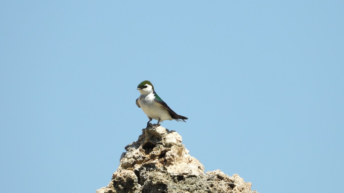 Violet-green Swallow - ML620017218