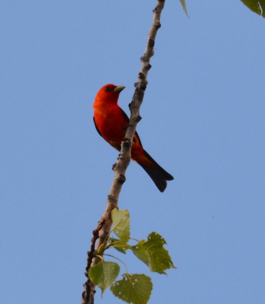 Scarlet Tanager - ML620017227