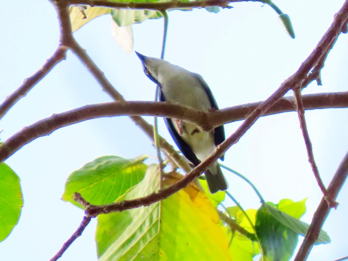 Hooded Tanager - ML620017232