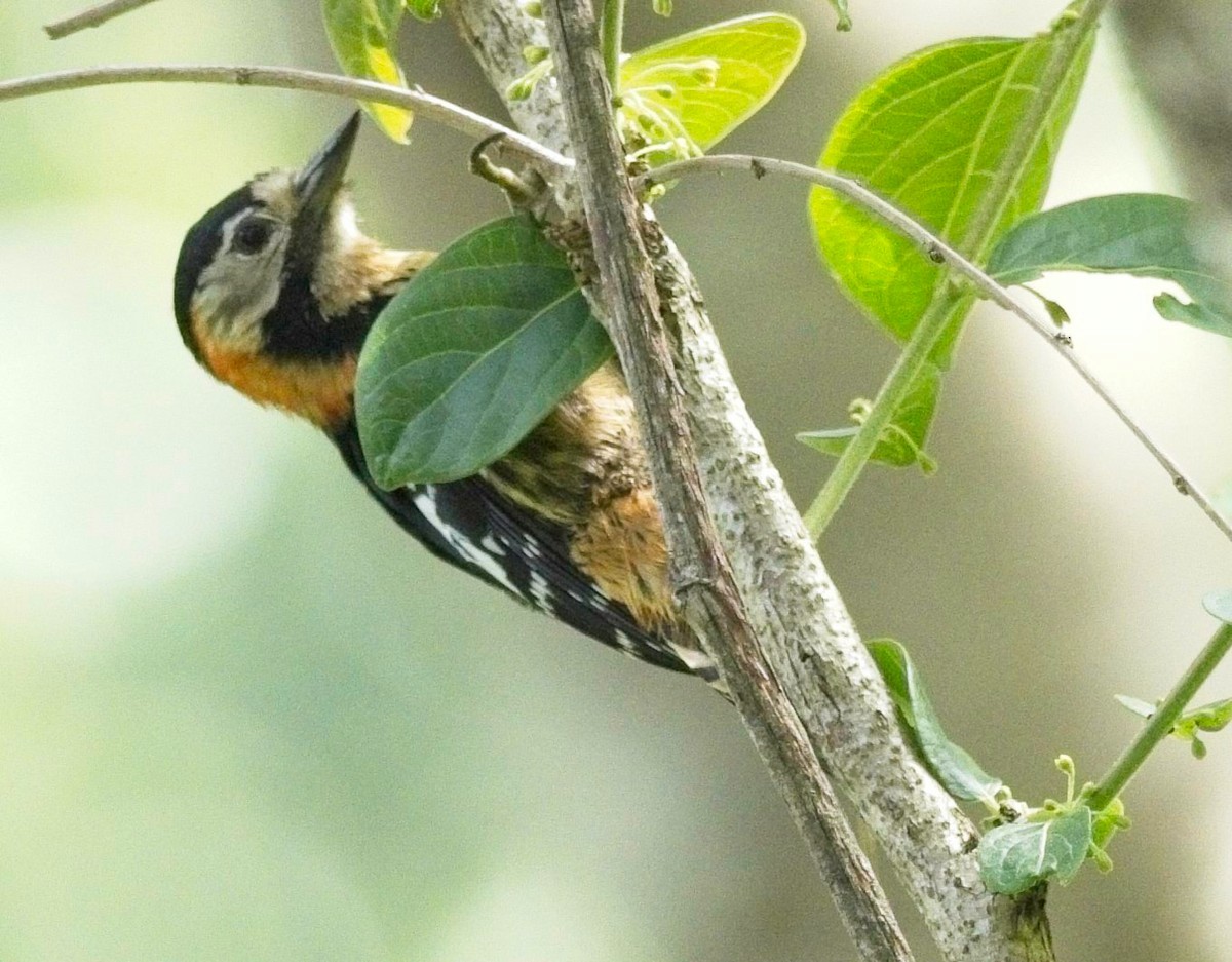 Darjeeling Woodpecker - ML620017237