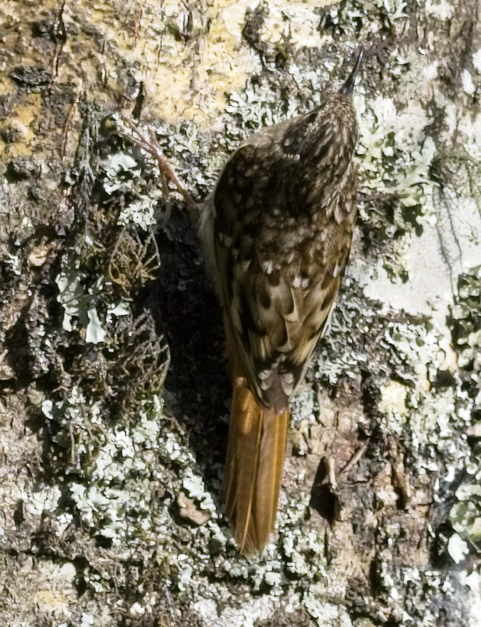 Sikkim Treecreeper - ML620017245