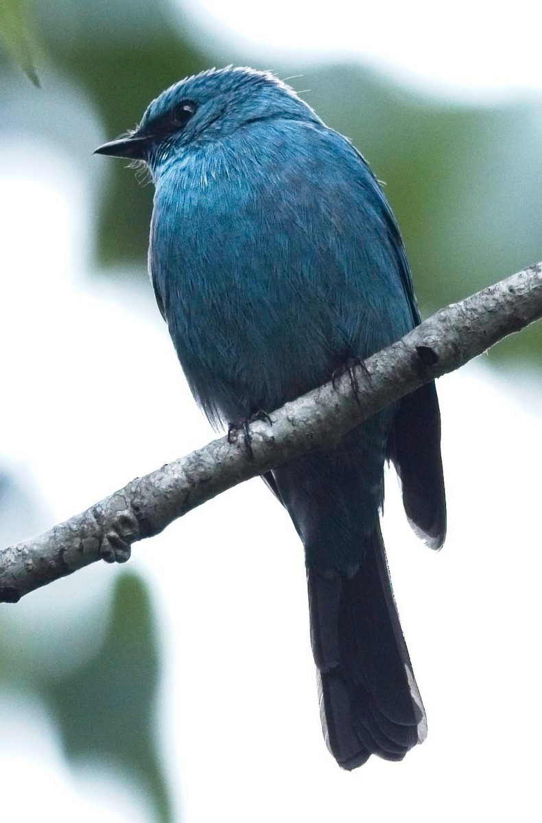 Verditer Flycatcher - Nikhil Patwardhan