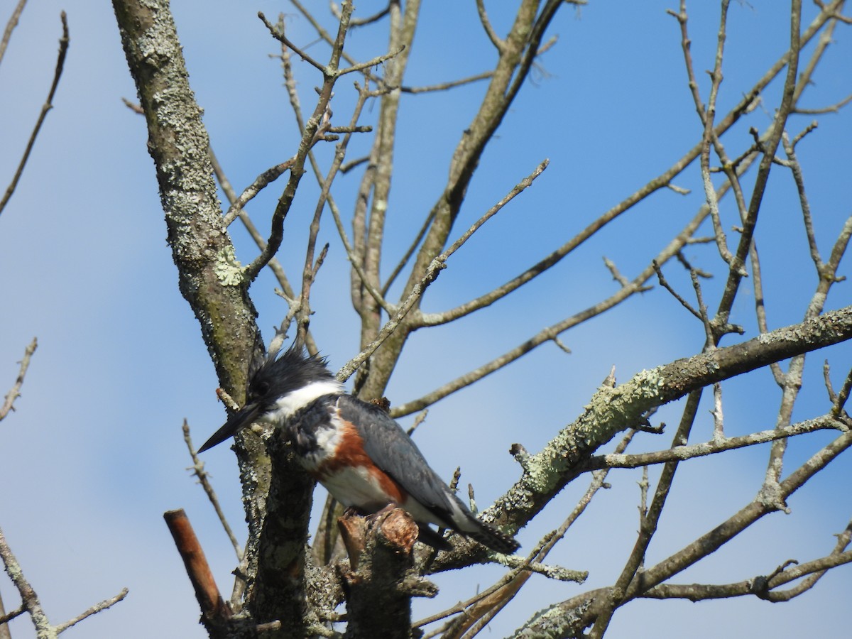 Belted Kingfisher - ML620017263