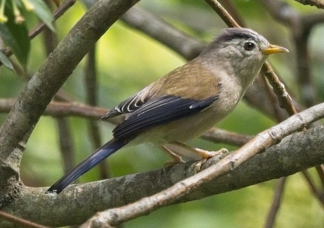 Actinodure à ailes bleues - ML620017279