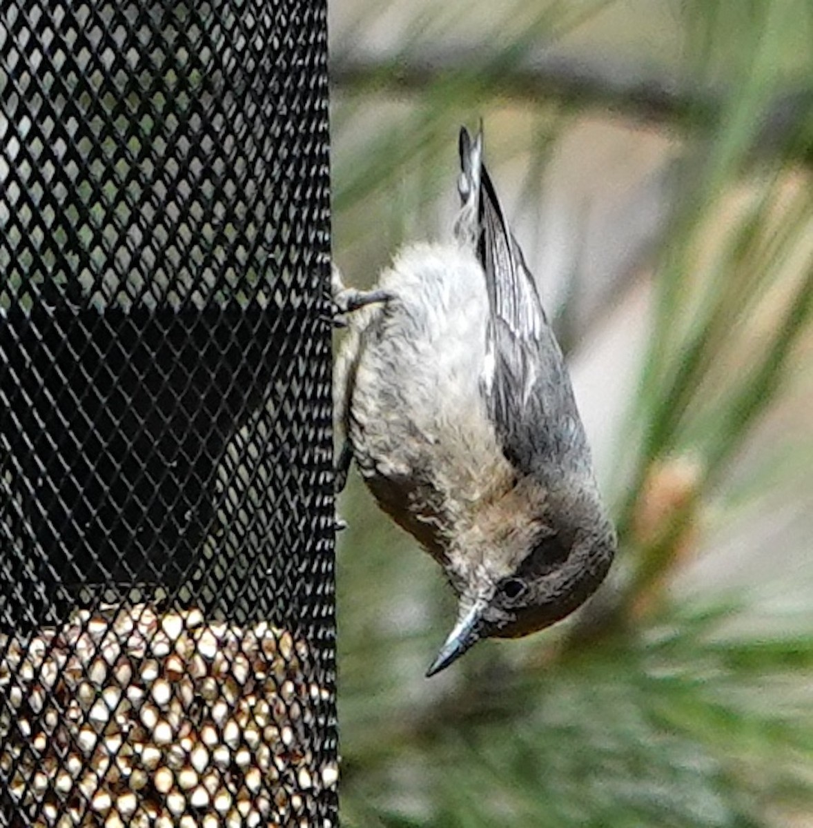 Pygmy Nuthatch - ML620017281