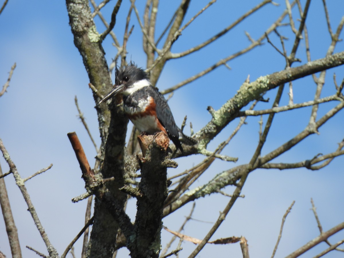 Belted Kingfisher - ML620017282