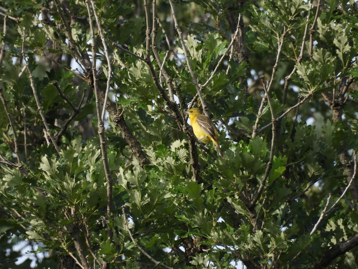 Orchard Oriole - ML620017285