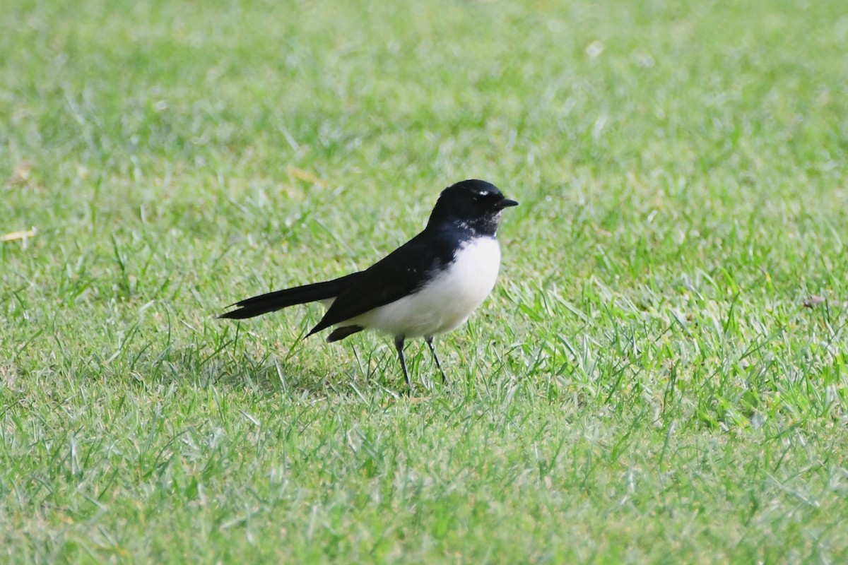 Willie-wagtail - ML620017286