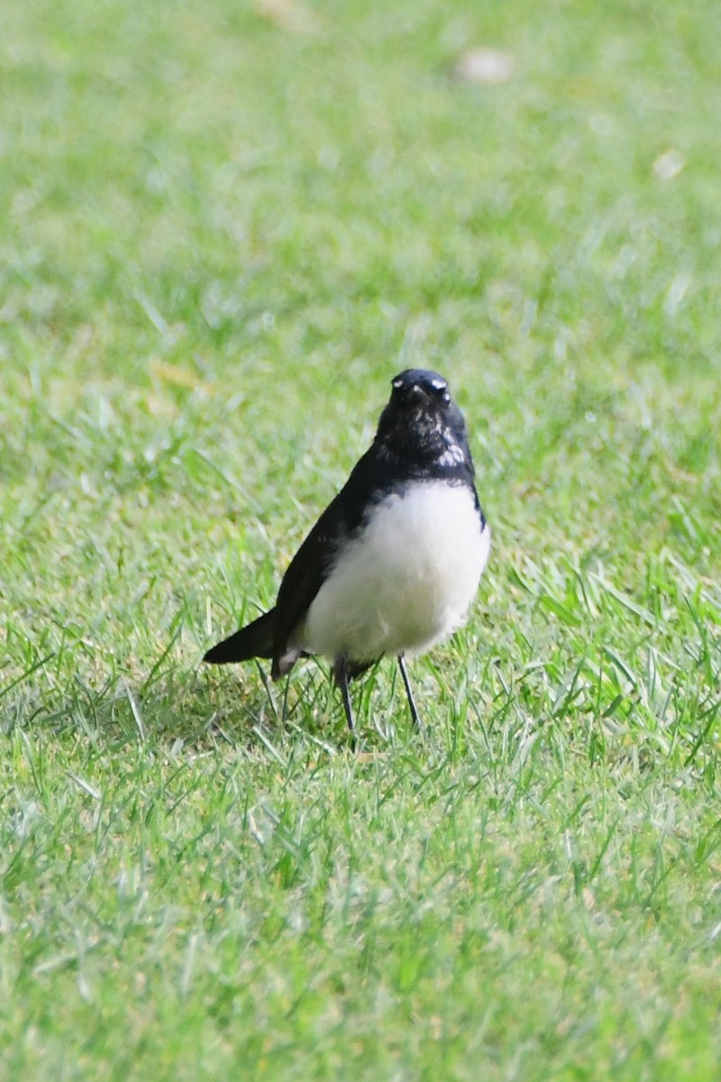 Willie-wagtail - Michael Louey