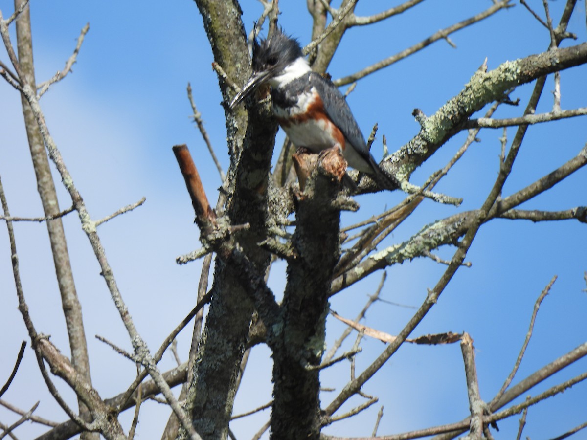 Belted Kingfisher - ML620017298