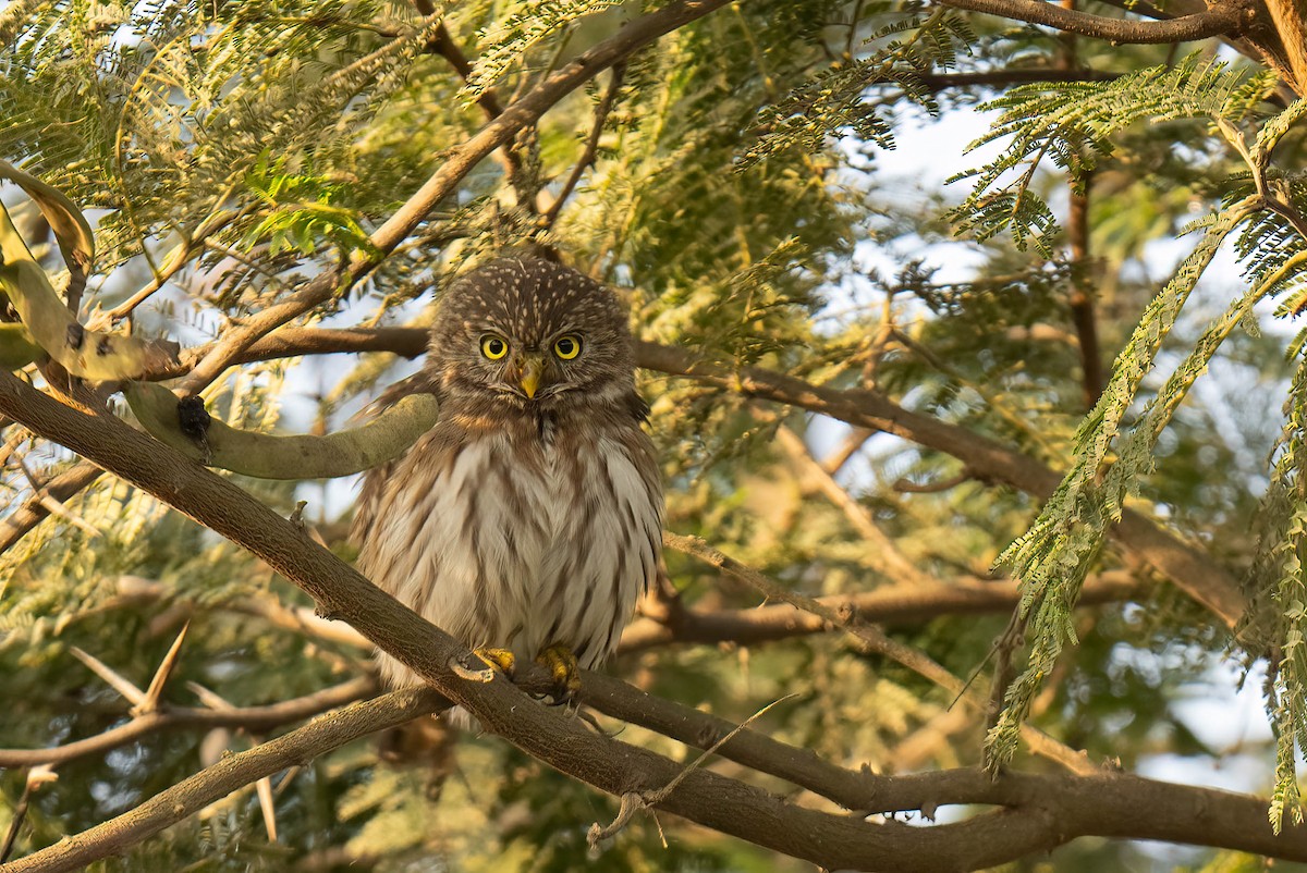 Peruvian Pygmy-Owl - ML620017299