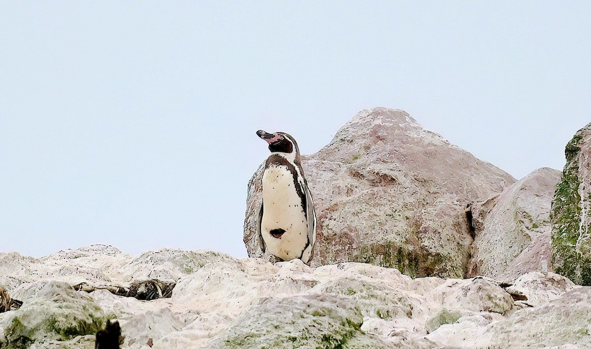 フンボルトペンギン - ML620017300