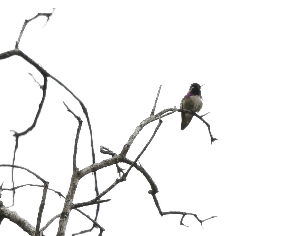 Costa's Hummingbird - ML620017323