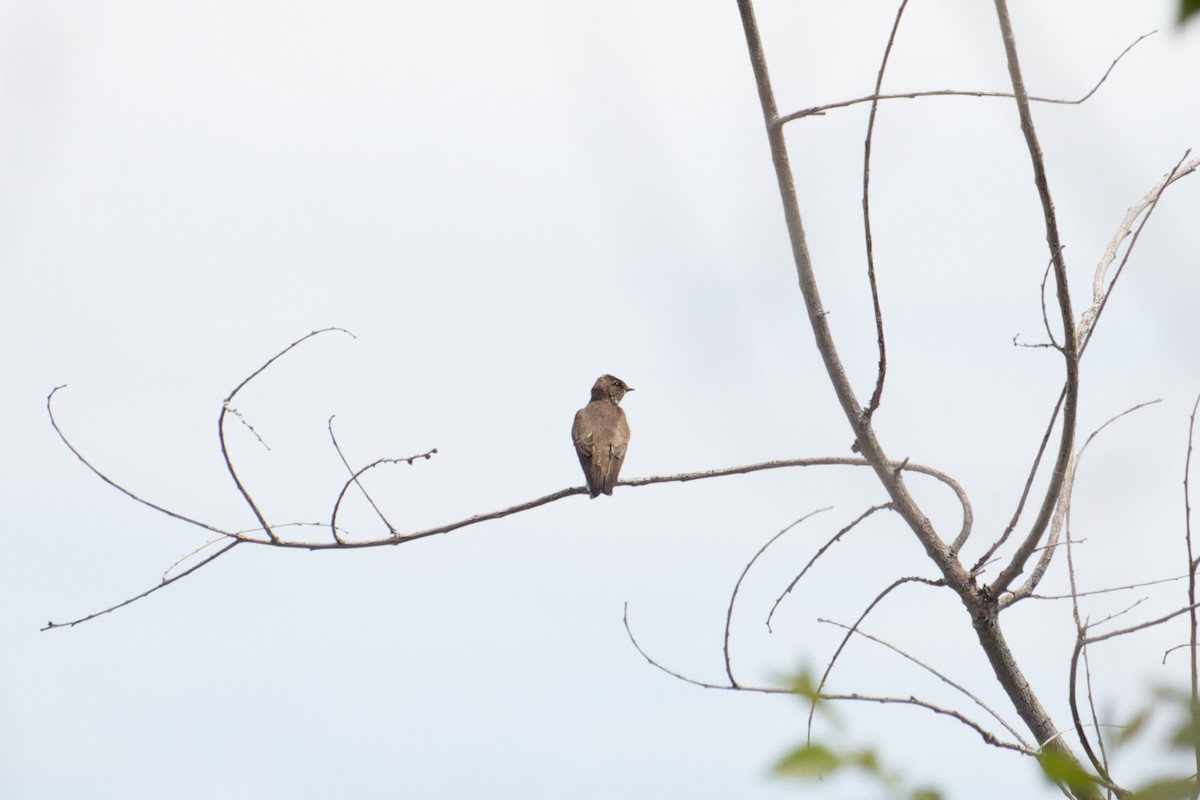 Northern Rough-winged Swallow - ML620017328