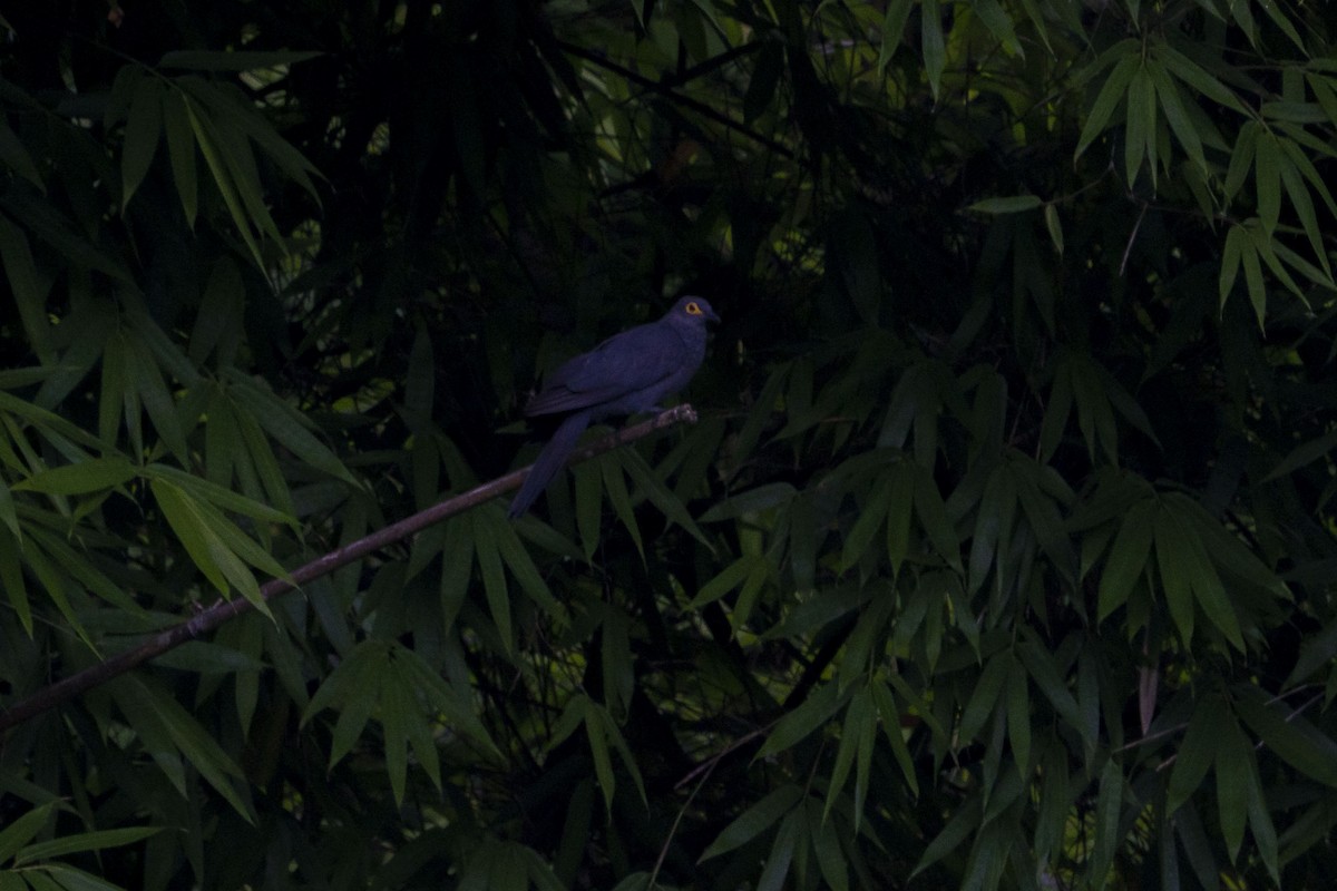 holub timorský - ML620017359