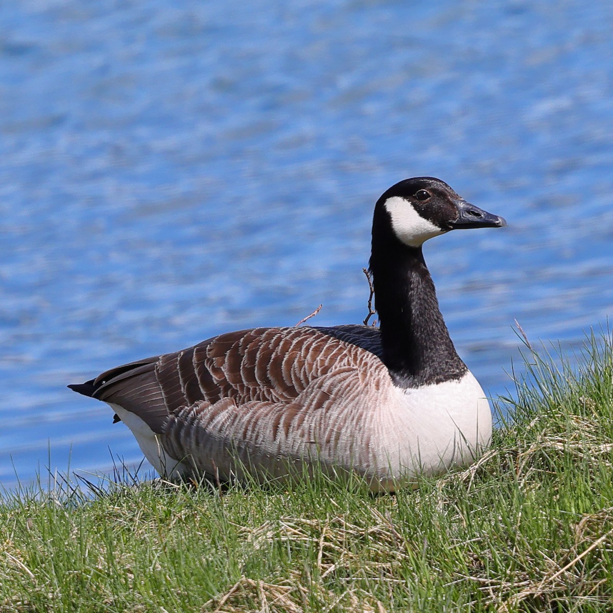 Canada Goose - ML620017360