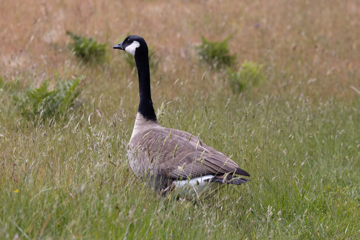 Canada Goose - ML620017378