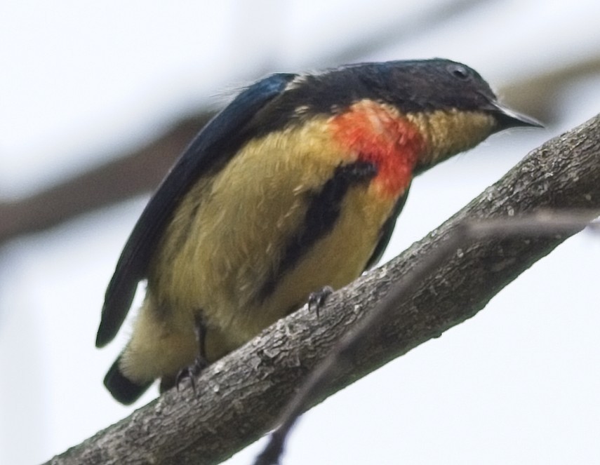 Fire-breasted Flowerpecker - ML620017382