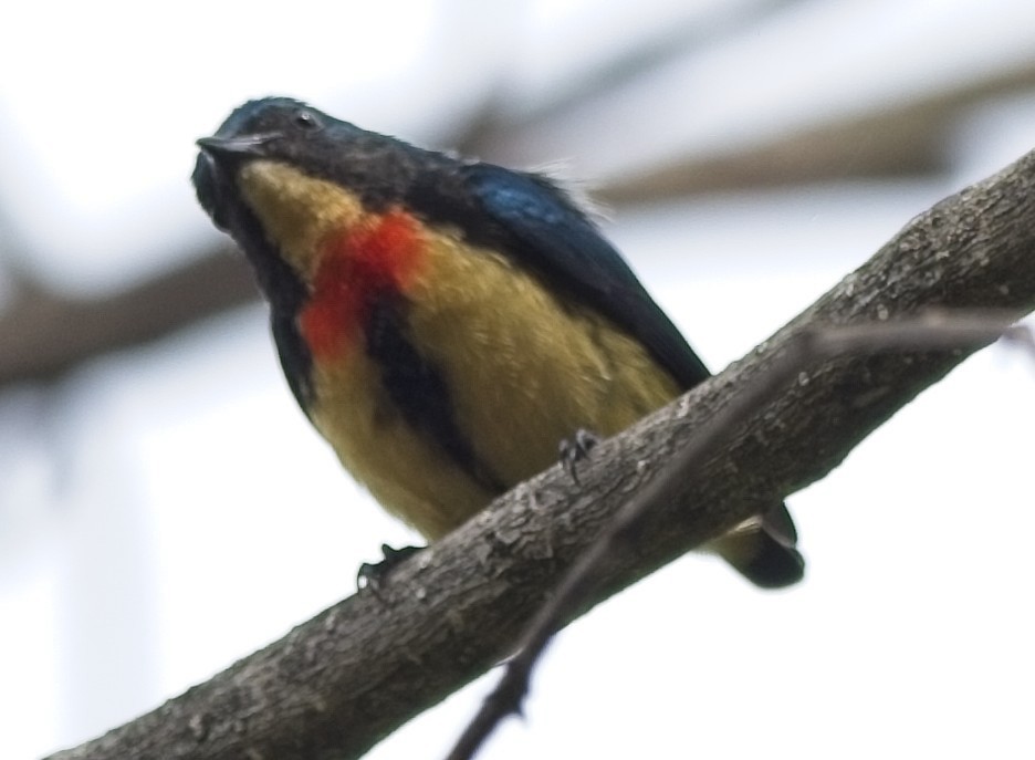 Fire-breasted Flowerpecker - ML620017383