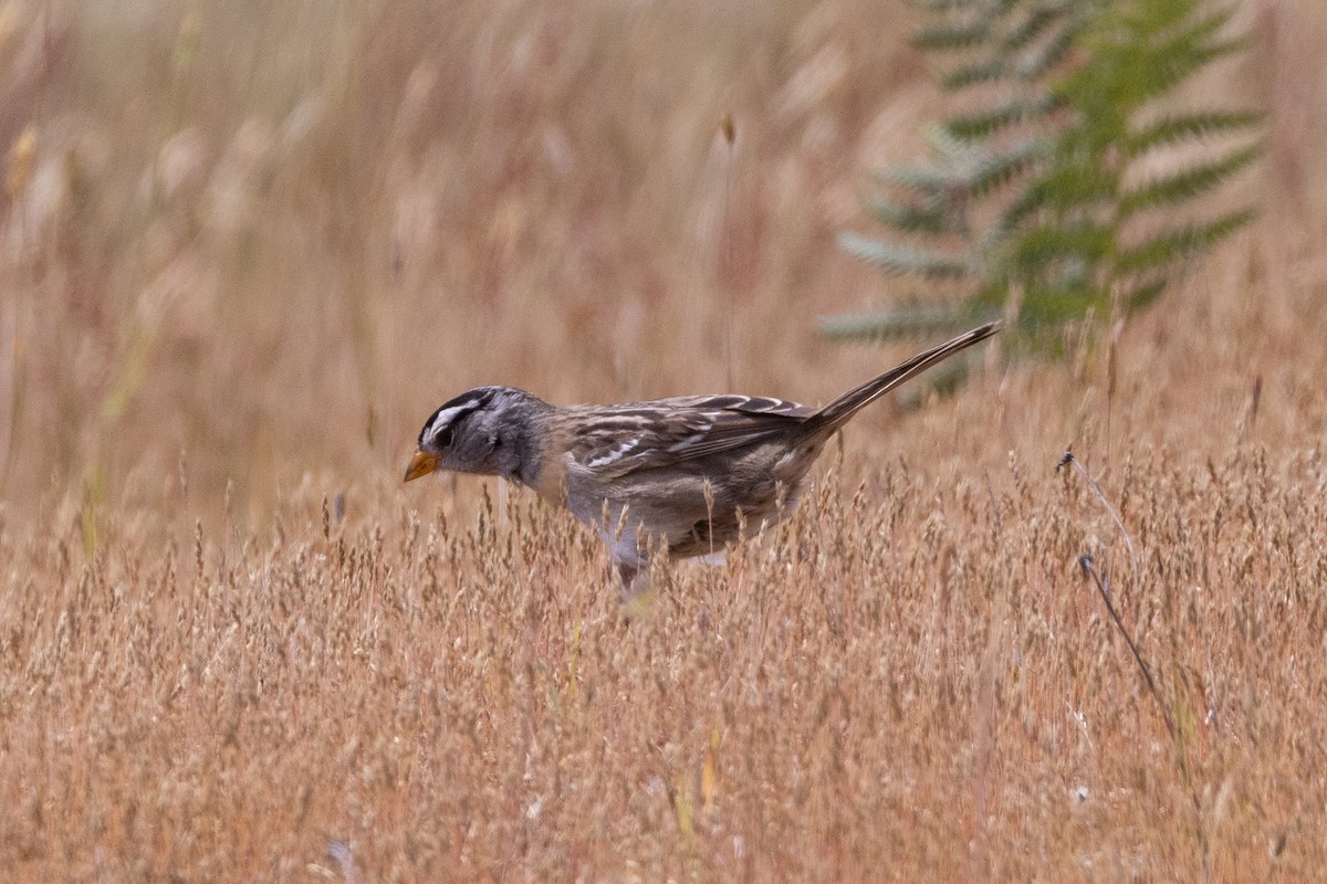 White-crowned Sparrow - ML620017391