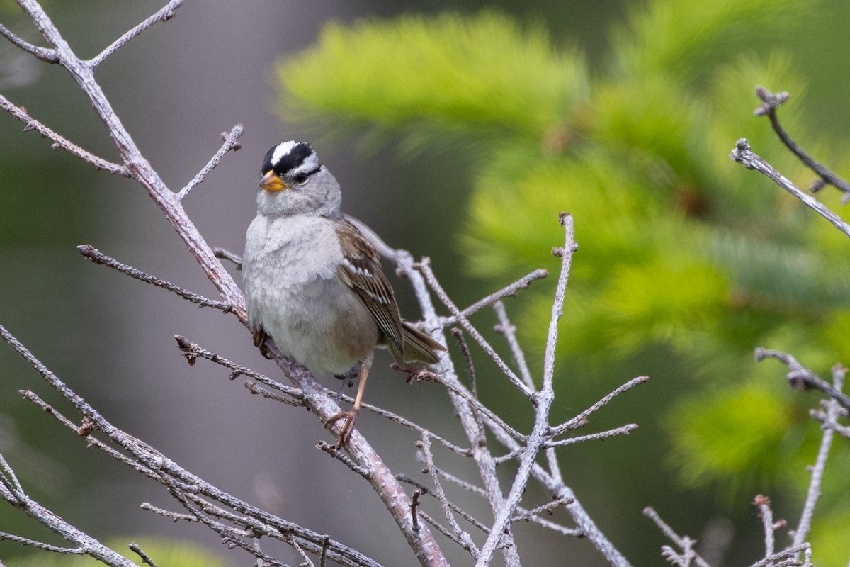 White-crowned Sparrow - ML620017395