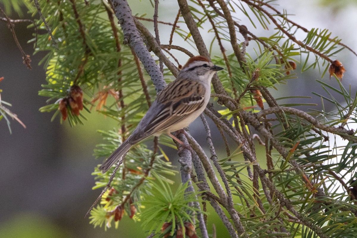Chipping Sparrow - ML620017397