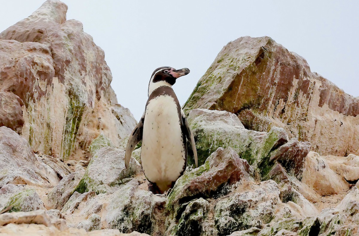 tučňák Humboldtův - ML620017404