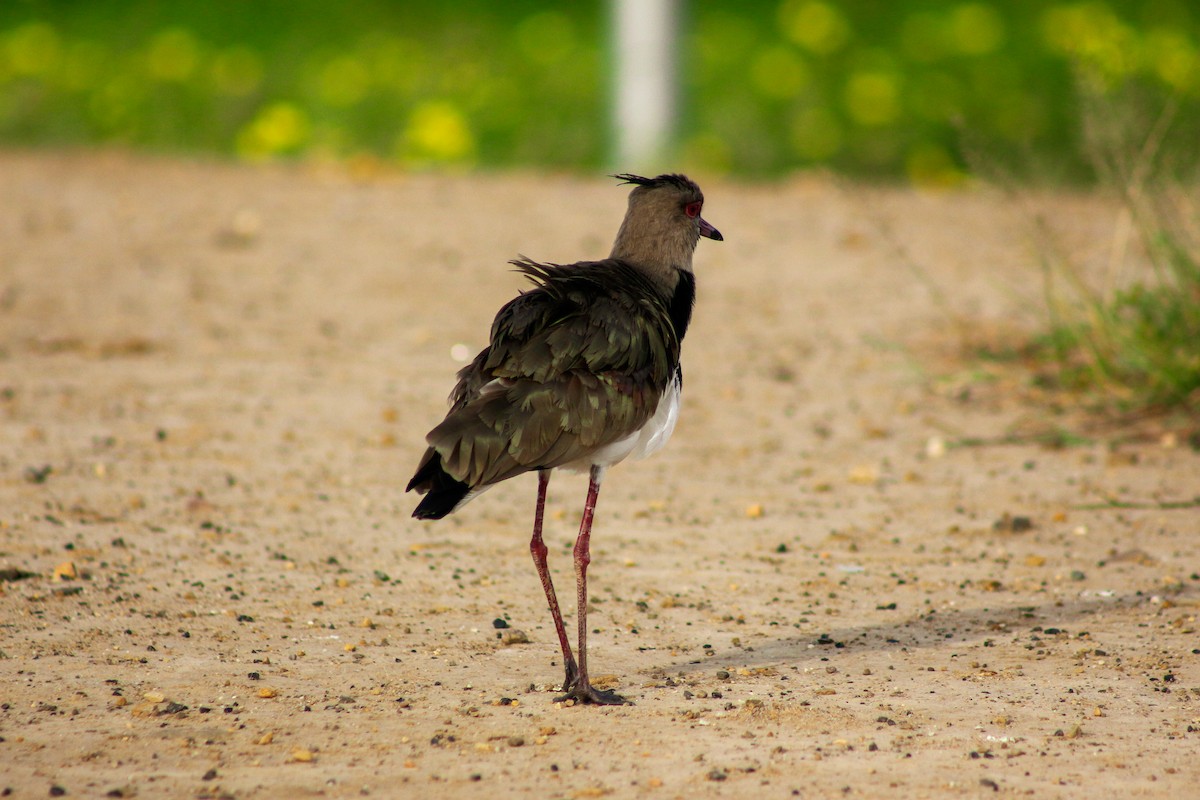 Southern Lapwing - Jose Alides Gómez Peñuela