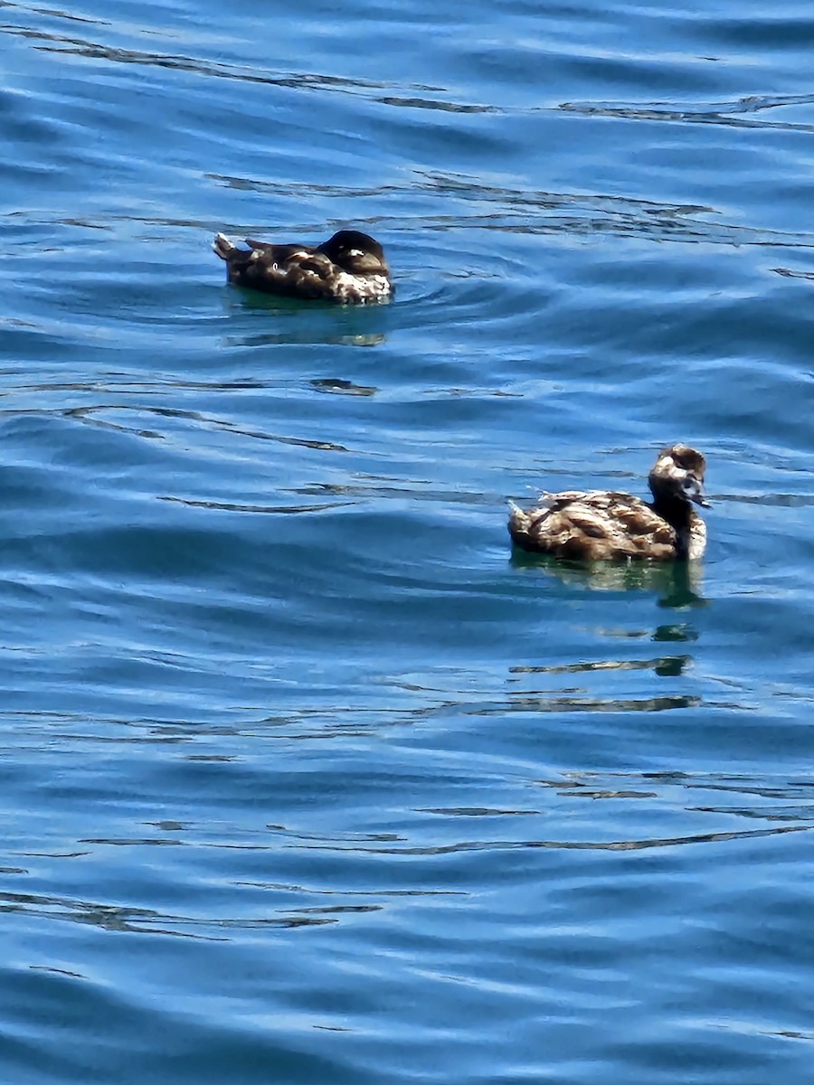 Ruddy Duck - ML620017414