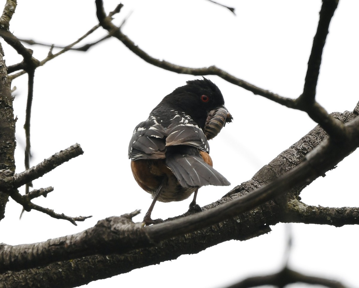 Spotted Towhee - ML620017416