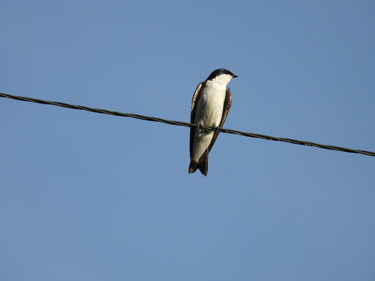 Barn Swallow - ML620017419