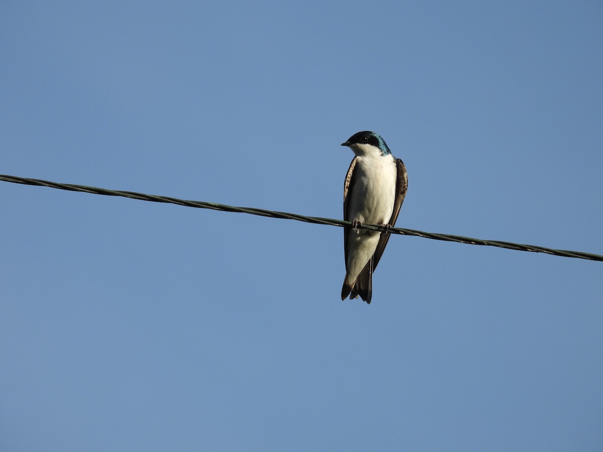 Barn Swallow - ML620017420