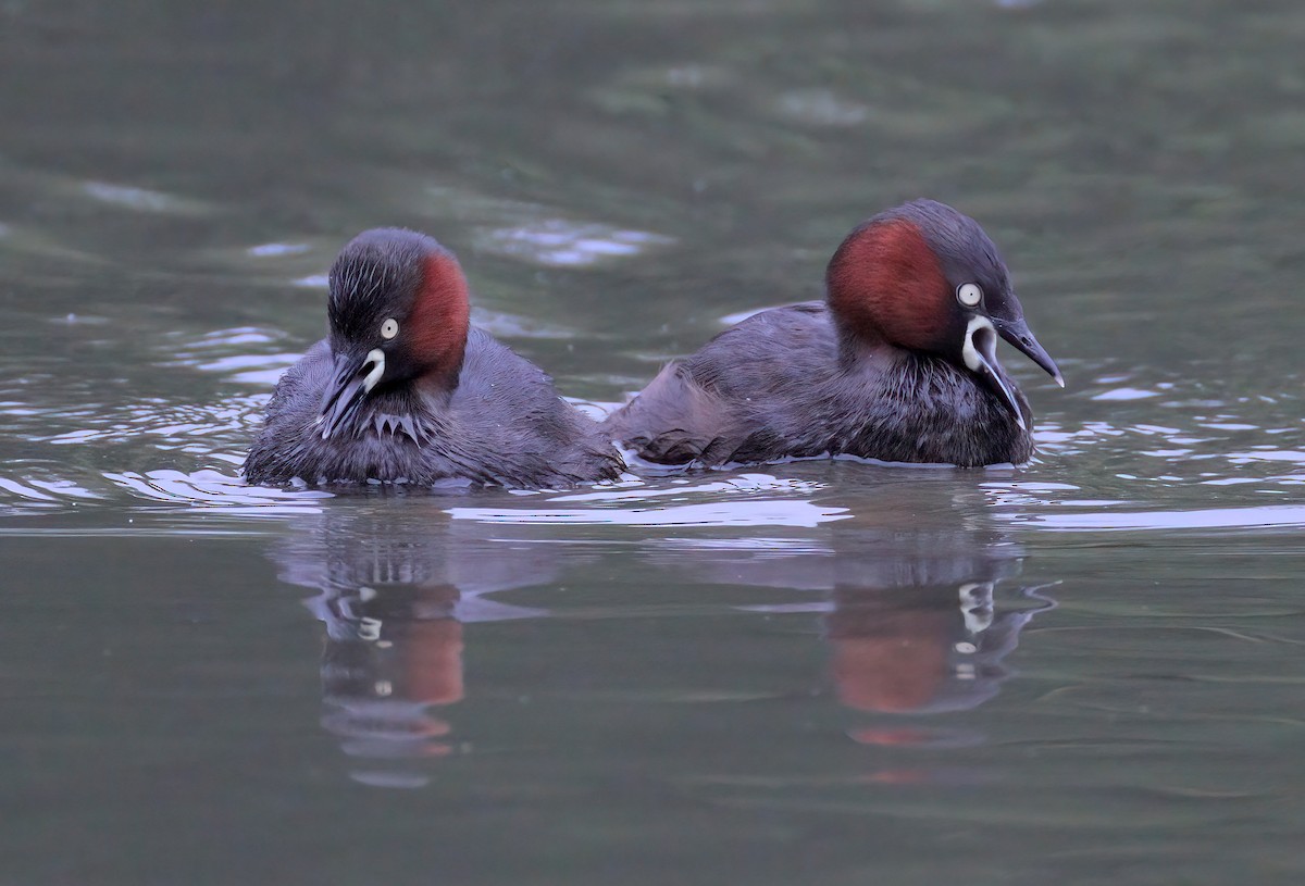 Little Grebe - ML620017426