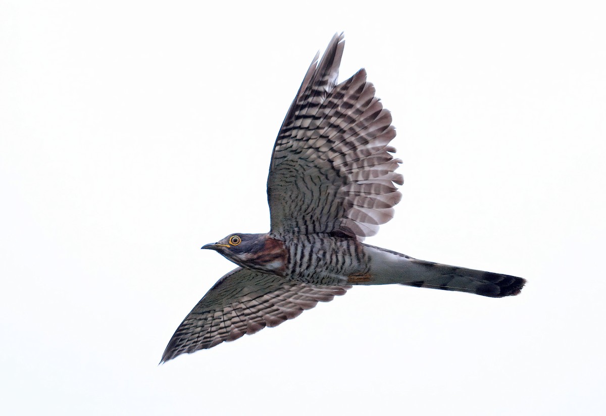 Large Hawk-Cuckoo - ML620017432