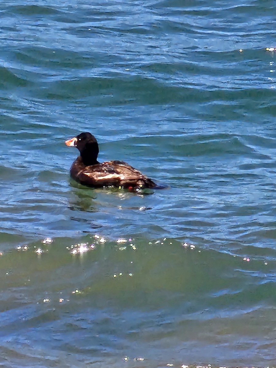 Surf Scoter - ML620017433