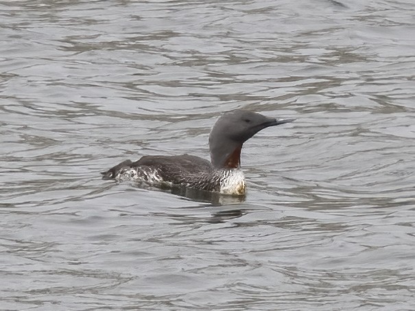 Red-throated Loon - ML620017436