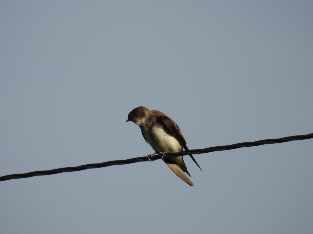 Northern Rough-winged Swallow - ML620017440